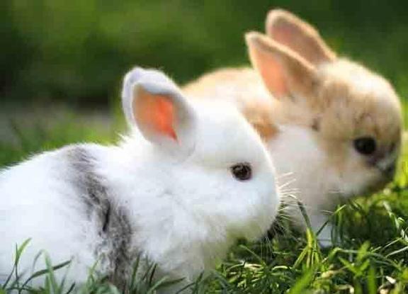 十兔九苦最命苦的兔几月出生，2023年十兔九苦最命苦的兔几月出生